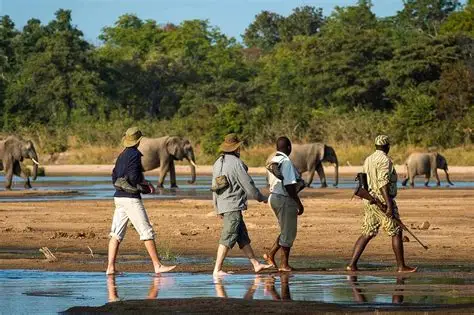 Walking safari with a guide in South Luangwa