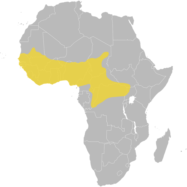 Map of Africa with an approximate West African crocodile range shown in yellow