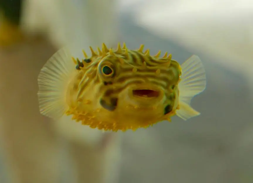 Puffer Fish: A Global Variety
