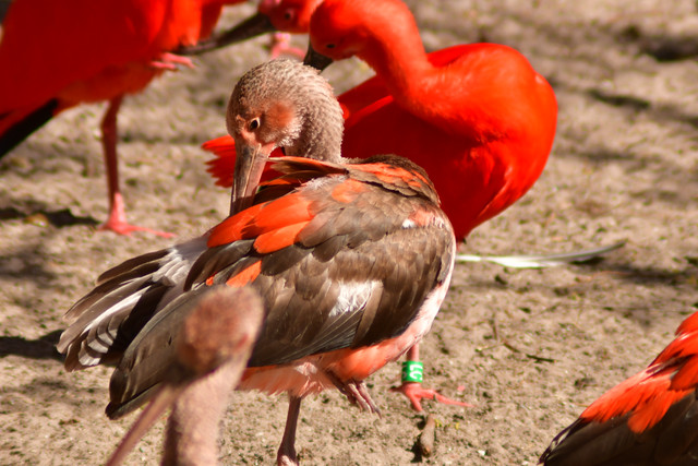 Scarlet Ibis at Copenhagen Zoo