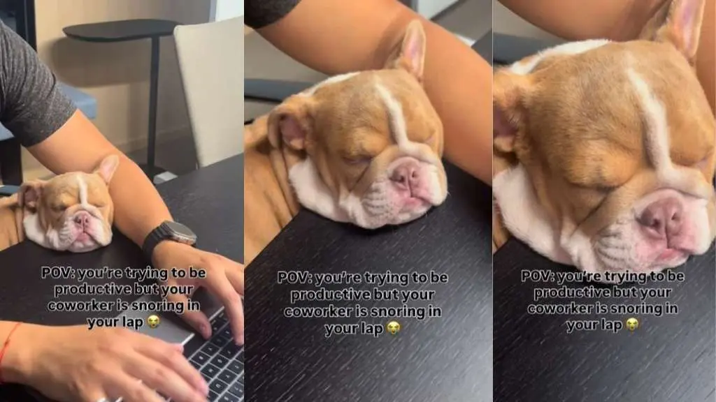 Puppy’s Snoring Interrupts Owner’s Work