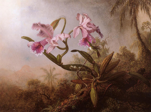 Orchids-and-Hummingbird-3