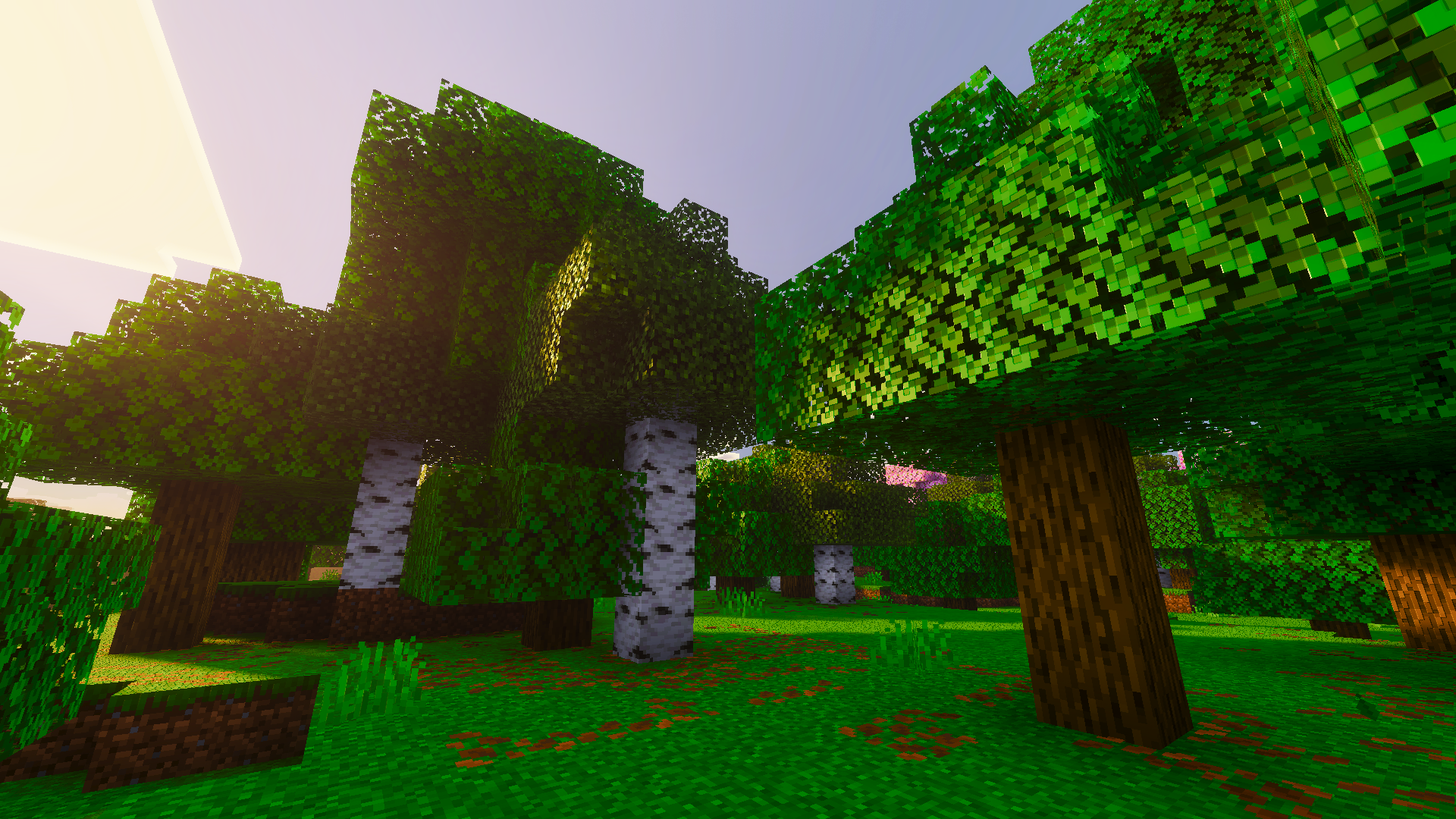 Sunlit Green Forest
