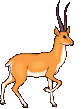 deer 6