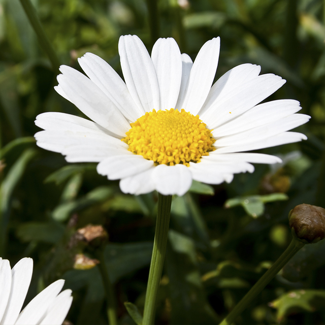 Margarida (Bellis Perennis)