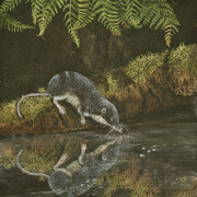 reflections water shrew