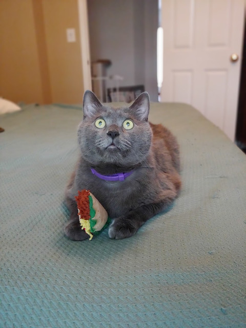 Fishy Taco.jpg
