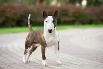 Protecting Your Bull Terrier From Parasites: A Comprehensive Care Strategy