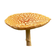 0-a94eb-68357def-XXXL