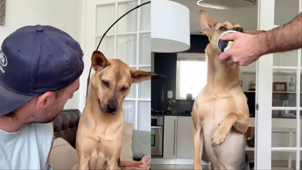 Rescue Dog Earns Yogurt with Simple Promise