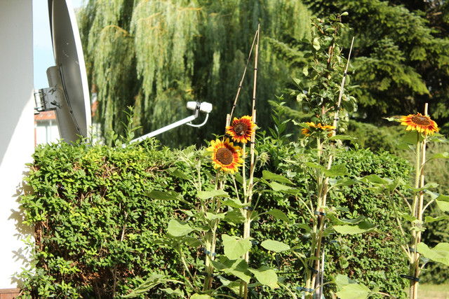 IMG-6166