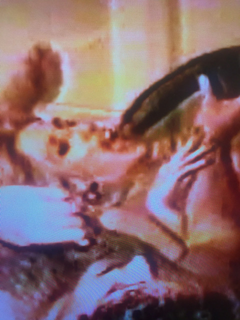 C526-D020-52-A0-4103-B69-E-AA03504-B259-E