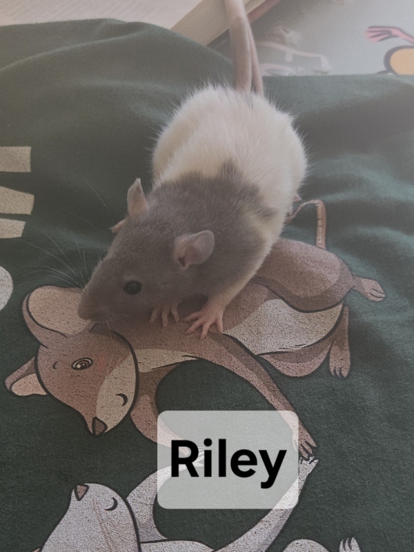 riley