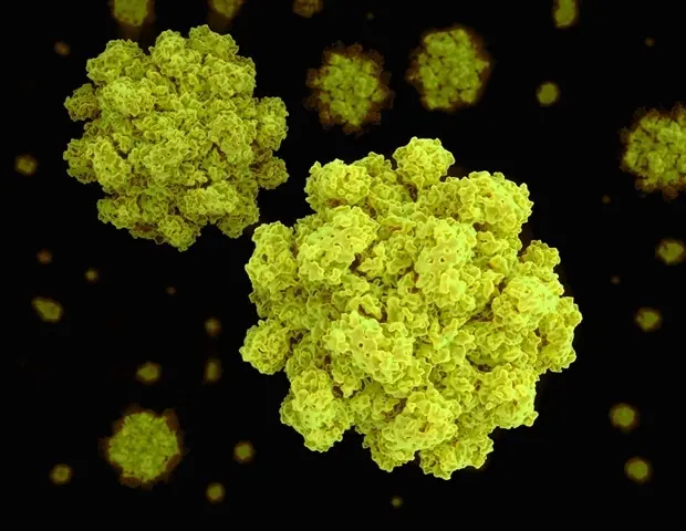 Norovirus Treatment Breakthrough Uncovered