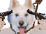 https://i.ibb.co/zVYxVd9/aaa11252-thumb2222.png
