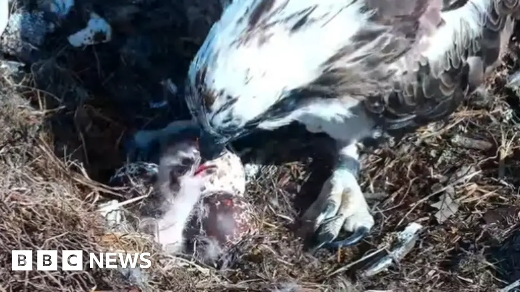 Osprey Chick Hatches in Poole Harbour