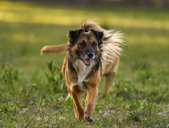 Mixed Breed