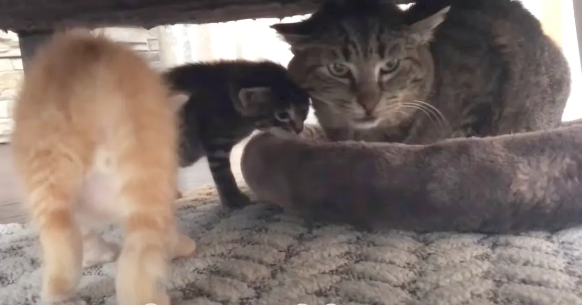 Feral Cat’s Heart Softens With Newborns