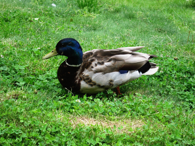 IMG 6770В