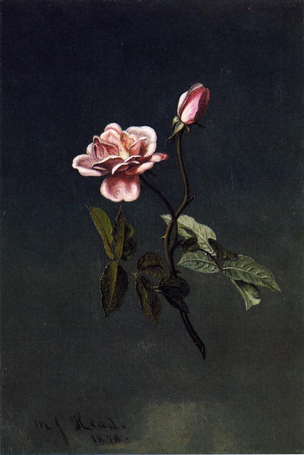 Pink-Rose