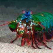 peacock mantis shrimp walking
