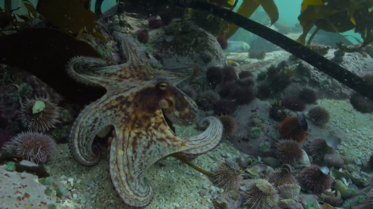 My Octopus Teacher Screenshot