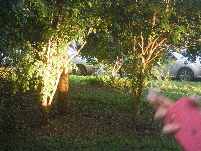 Sunlight hitting a patch of grass at a local art fair