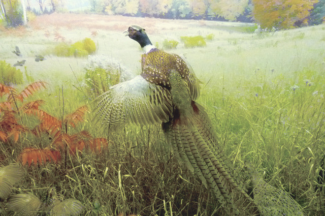 Common Pheasant.jpg