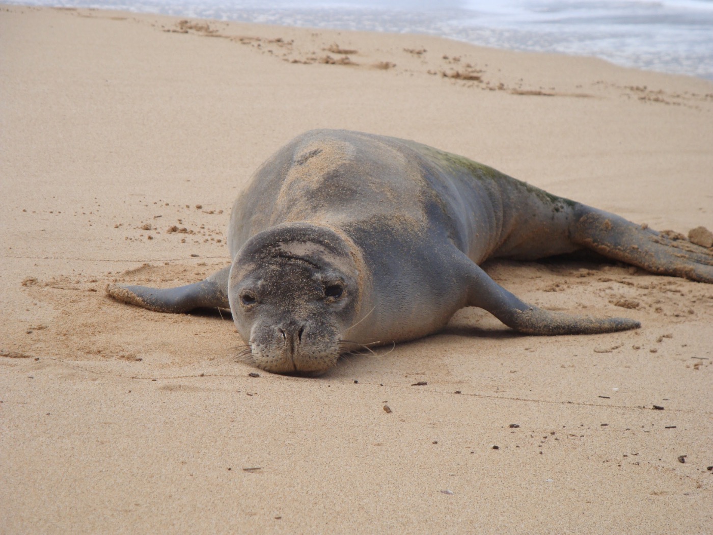 Meet the ʻĪlioholoikauaua: Kauai's Most Endangered Beach Regular