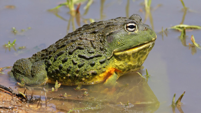 1920x1080-African-Bullfrog