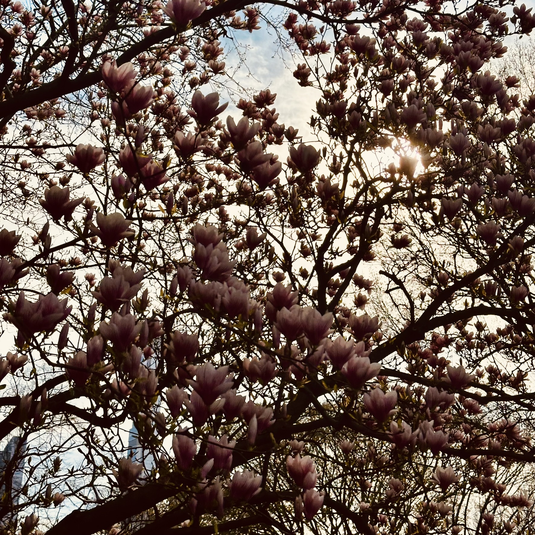cool tree
