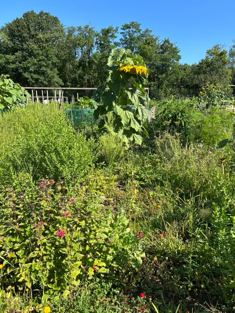 A tall drooping sunflower