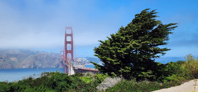 Golden Gate Overlook Windswept Tree