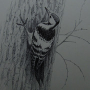 IMG 0004