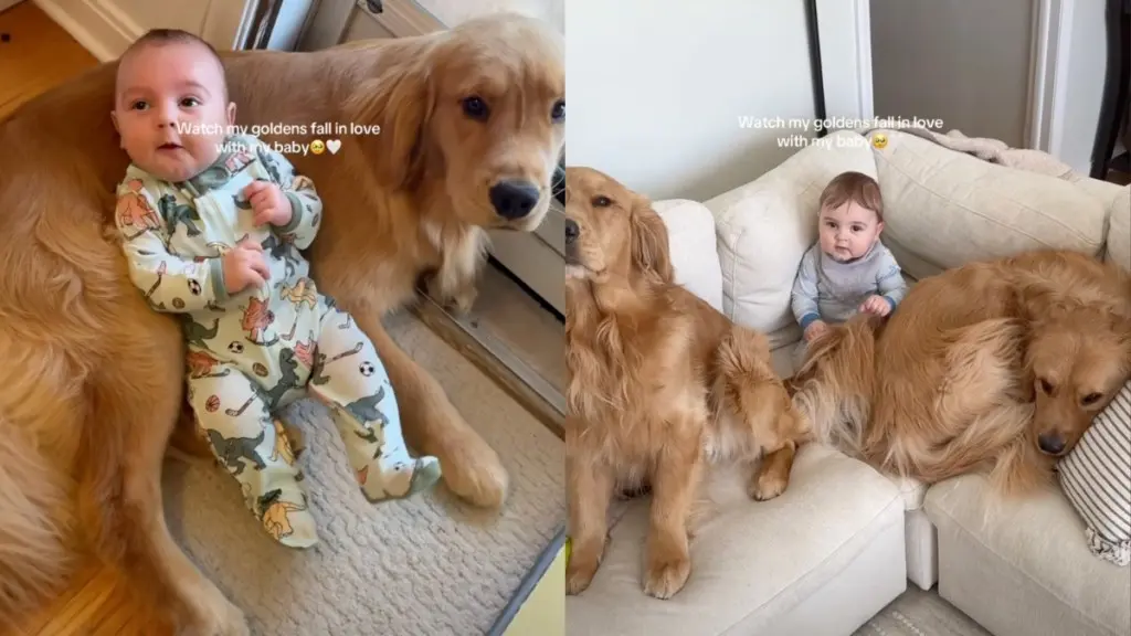 Golden Retrievers Form Unbreakable Bond with Newborn