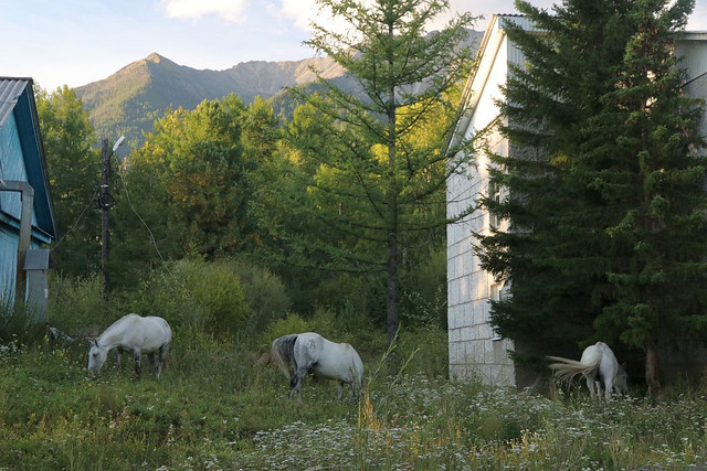 IMG 0331.jpg