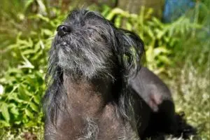 Seasonal Health Issues in Senior Dogs