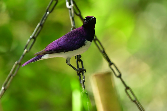 Amethyst starling at Copenhagen Zoo