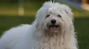 Improve Your Havanese’s Skin and Coat With One Simple Nutritional Change