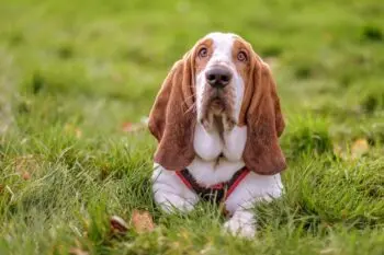 Best Pill Pockets for Basset Hounds