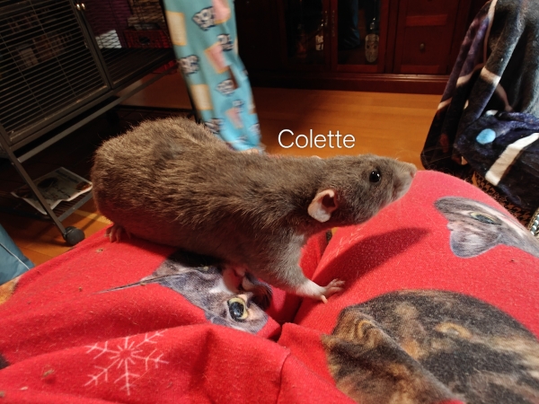 colette