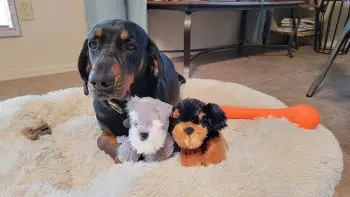 Bringing Home a Black and Tan Coonhound Puppy? Here's What You Need
