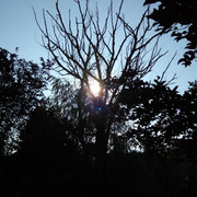 Motta Backyard (13)