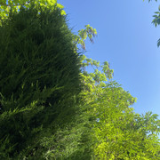 IMG 0385