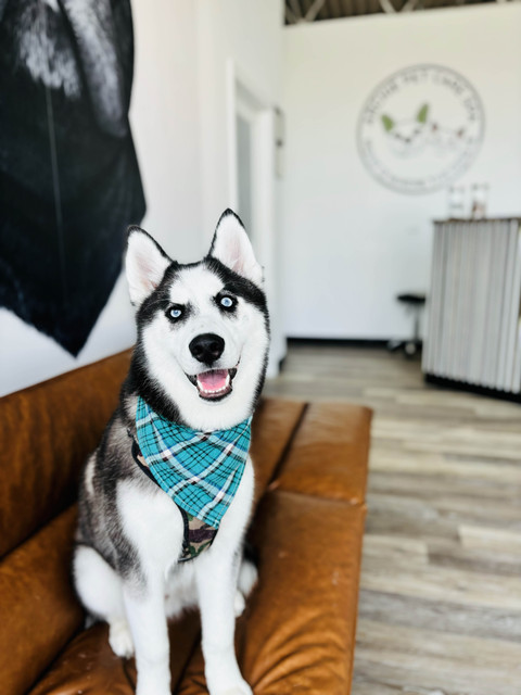 Archie Pet Care Spa Gallery