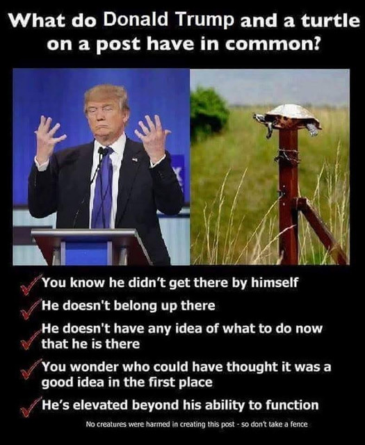 Trump is a turtle on a post
