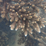 Acropora-7