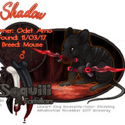 Odet-Shadow-I