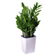 plant2