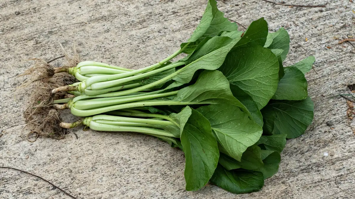 Mustard Greens: A Flavorful Alternative to Cabbage